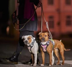 Hurtta Harnas Weekend Warrior Neon Licorice -Huisdier Verkoop Winkel 0228590 met hond 3