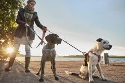 Hurtta H-harnas Razzle Dazzle Bilberry 11 Hurtta H-harnas Razzle Dazzle Bilberry -Huisdier Verkoop Winkel 0228720 met hond 7