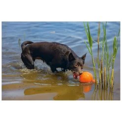 Beeztees Apportino Bal -Huisdier Verkoop Winkel 0625880 3