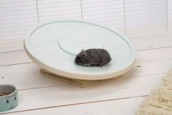 Beeztees Loopschijf Spidi Mint -Huisdier Verkoop Winkel 0811113 sfeer1