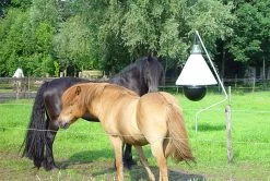 Dazenval Loer Compleet -Huisdier Verkoop Winkel 11864