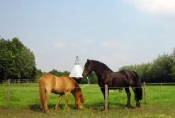 Dazenval Loer Compleet -Huisdier Verkoop Winkel 11865