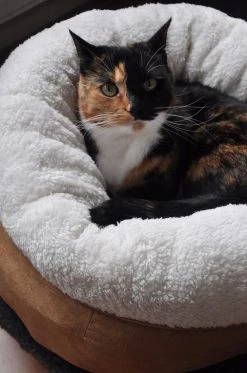 All For Paws Lambswool Donut Bed Grijs -Huisdier Verkoop Winkel 21520 1