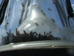 Dazenval Loer Trechter Los -Huisdier Verkoop Winkel 29481