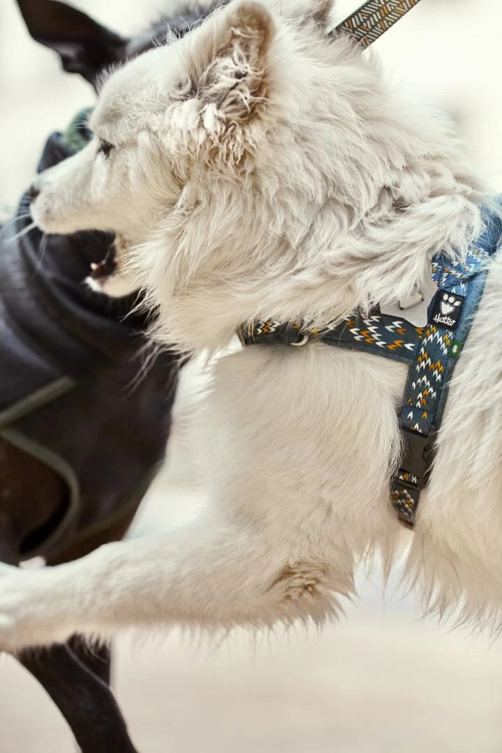 Hurtta H-harnas Razzle Dazzle Bilberry 3 Hurtta H-harnas Razzle Dazzle Bilberry - Afbeelding 3