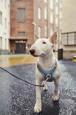 Hurtta Harnas Venture No-Pull Bilber -Huisdier Verkoop Winkel 6410329340550 met hond 2