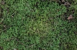 ESVE Scharrelmos Voor Pluimvee -Huisdier Verkoop Winkel 8715001205508 2