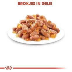 Royal Canin Kattenvoer Kitten In Jelly <br>12 X 85 Gr -Huisdier Verkoop Winkel royal canin kitten in jelly kitten kat groeifase hero kibble